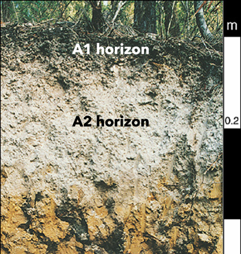 Figure showing A1 and A2 horizon examples